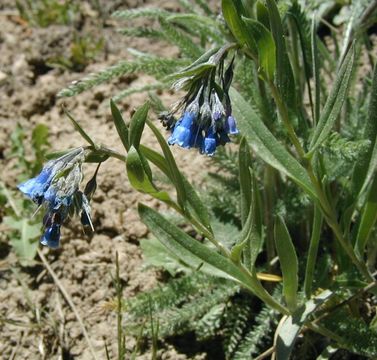 Image de Mertensia lanceolata (Pursh) A. DC.