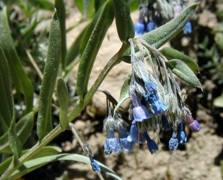 Image de Mertensia lanceolata (Pursh) A. DC.