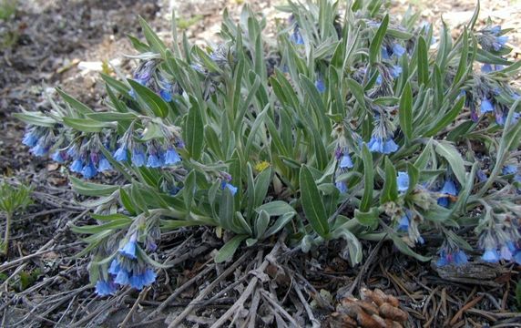 Image de Mertensia lanceolata (Pursh) A. DC.