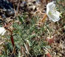 Imagem de Oenothera coronopifolia Torr. & Gray