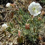 Imagem de Oenothera coronopifolia Torr. & Gray