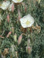 Imagem de Oenothera coronopifolia Torr. & Gray