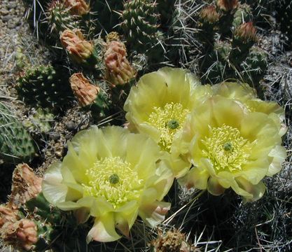 Image of Panhandle Prickly-pear