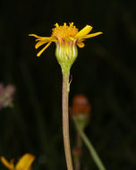 Image of Buek's Groundsel