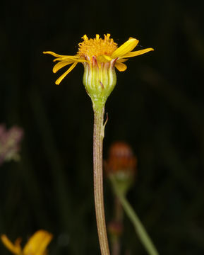 Image of Buek's Groundsel