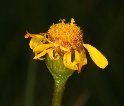 Image of Buek's Groundsel