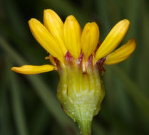 Image of Buek's Groundsel