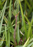 Image of Buek's Groundsel