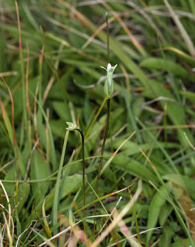 Image of Samiland-Gentian