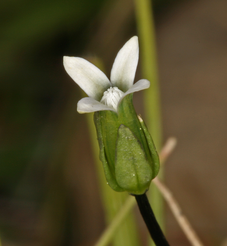 Image of Samiland-Gentian