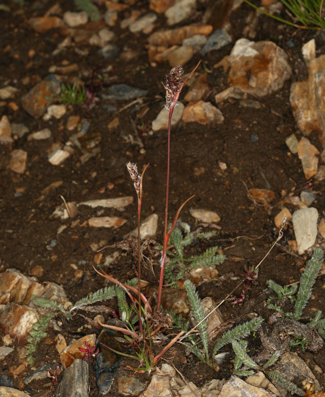 Image of Spiked Wood-Rush