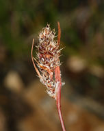 Image of Spiked Wood-Rush