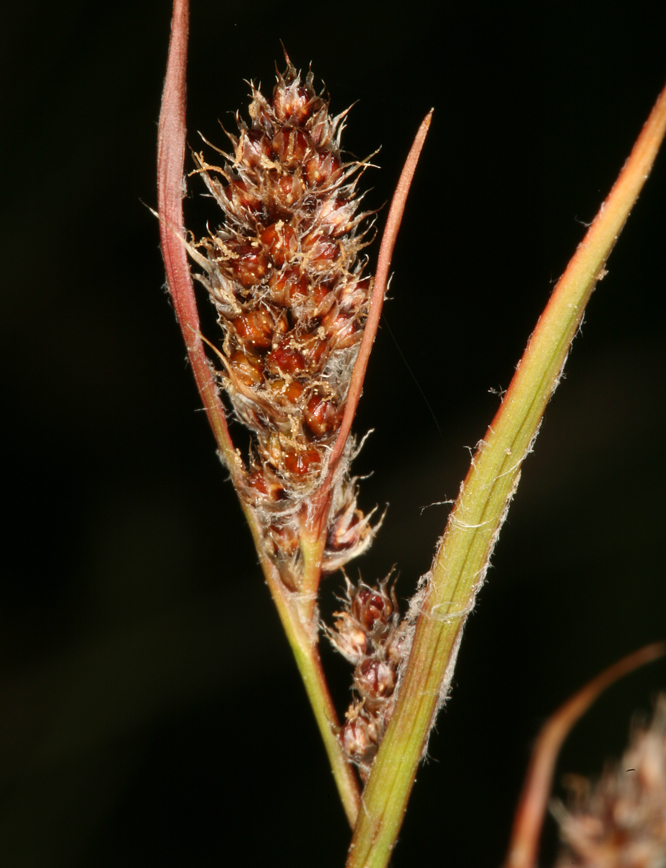 Image of Spiked Wood-Rush