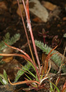 Image of Spiked Wood-Rush