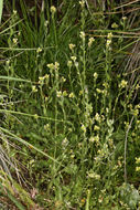 Image of Tall Whitlow-Grass