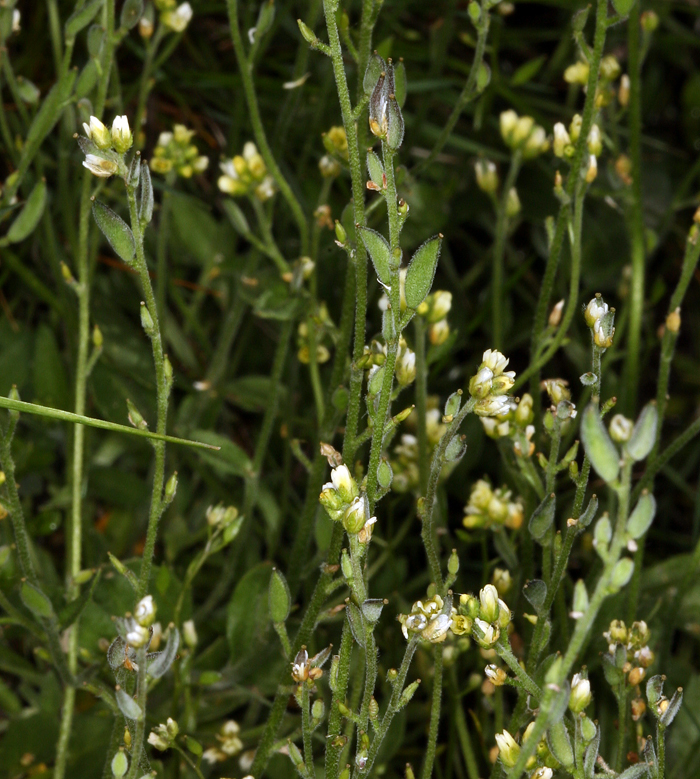 Image of Tall Whitlow-Grass