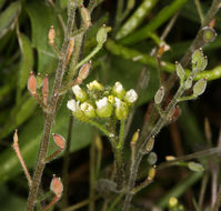 Image of Tall Whitlow-Grass