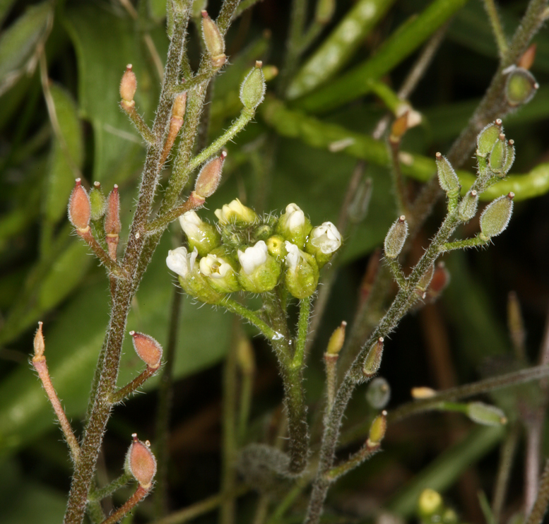 Image of Tall Whitlow-Grass