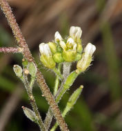 Image of Tall Whitlow-Grass