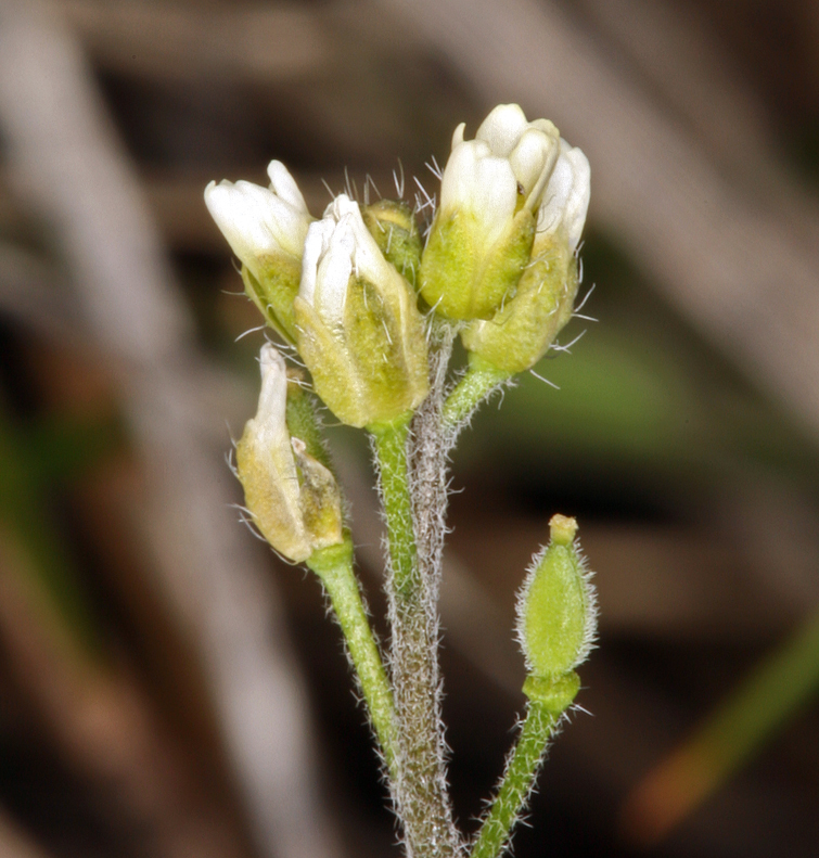 Image of Tall Whitlow-Grass