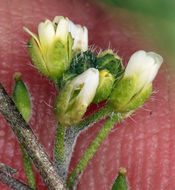 Image of Tall Whitlow-Grass