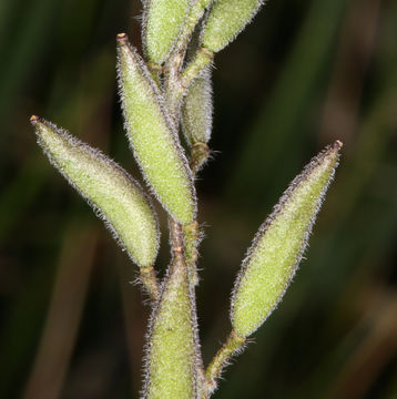 Image of Tall Whitlow-Grass