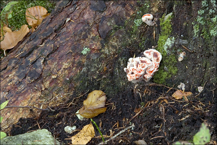 Image de Hydnellum ferrugineum (Fr.) P. Karst. 1879