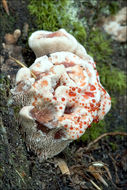 Image de Hydnellum ferrugineum (Fr.) P. Karst. 1879