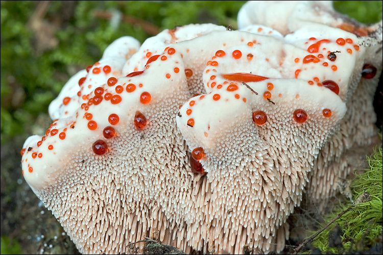 Image de Hydnellum ferrugineum (Fr.) P. Karst. 1879