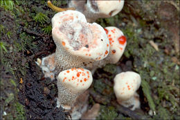 Image de Hydnellum ferrugineum (Fr.) P. Karst. 1879