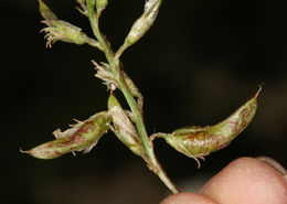 Astragalus lentiginosus var. ineptus (A. Gray) M. E. Jones的圖片