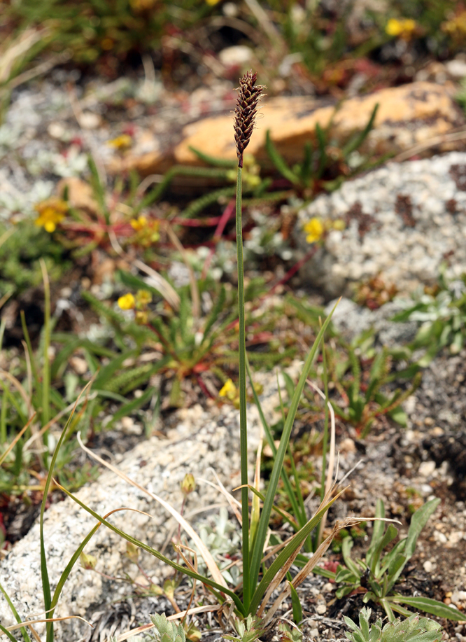 Image of western singlespike sedge