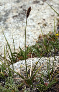 Image of western singlespike sedge