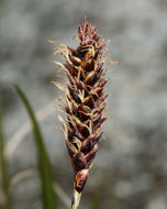 Image of western singlespike sedge