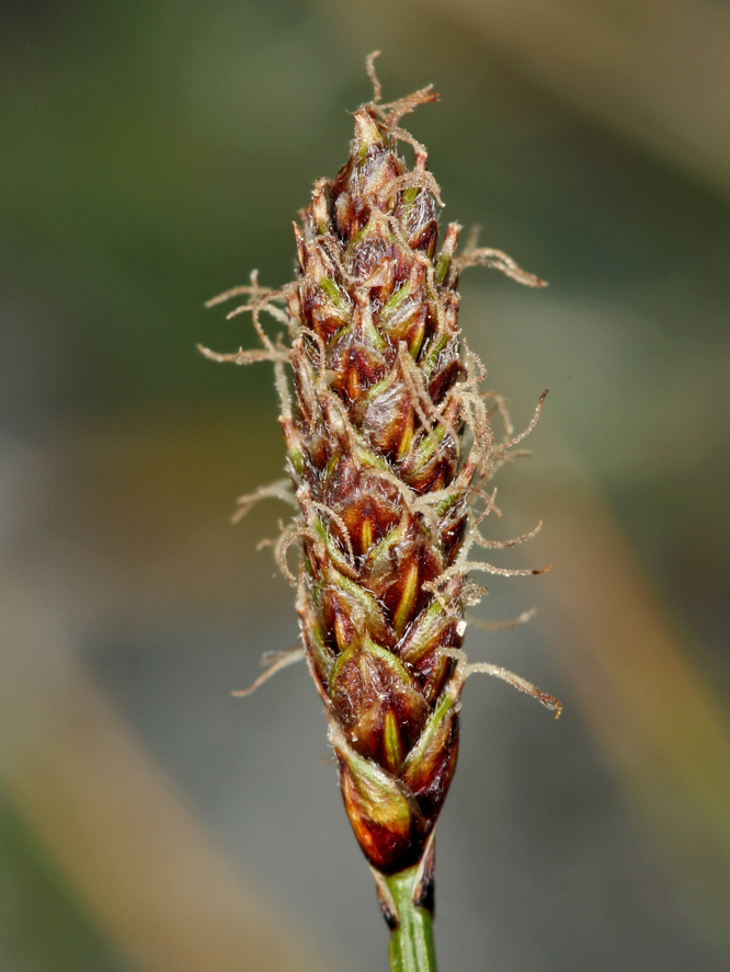 Image of western singlespike sedge