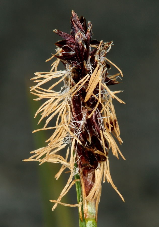 Image of western singlespike sedge