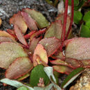 Image of Sierran Pseudosaxifrage