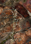Plancia ëd Muhlenbergia montana (Nutt.) Hitchc.