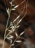 Plancia ëd Muhlenbergia montana (Nutt.) Hitchc.