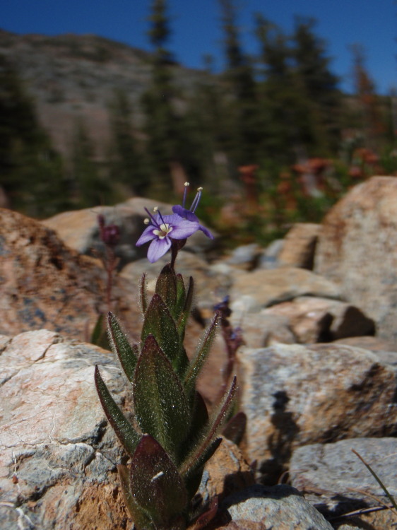 Image of Copeland's speedwell