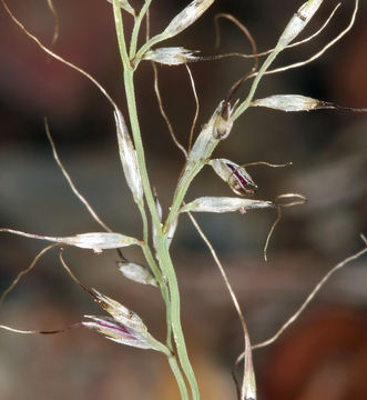 Plancia ëd Muhlenbergia montana (Nutt.) Hitchc.