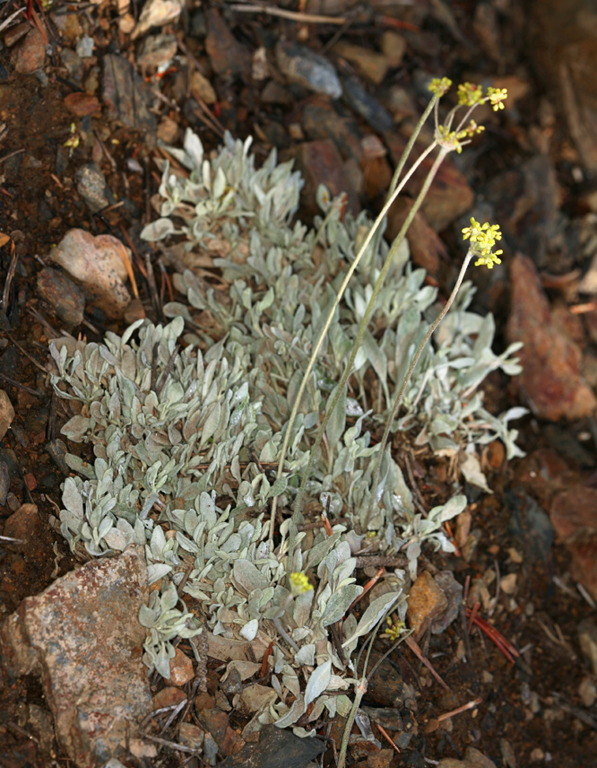 Image of frosted buckwheat