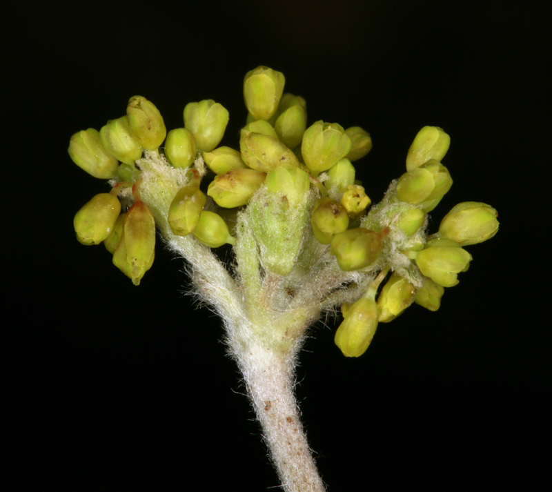 Image of frosted buckwheat