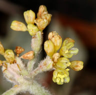 Image of frosted buckwheat