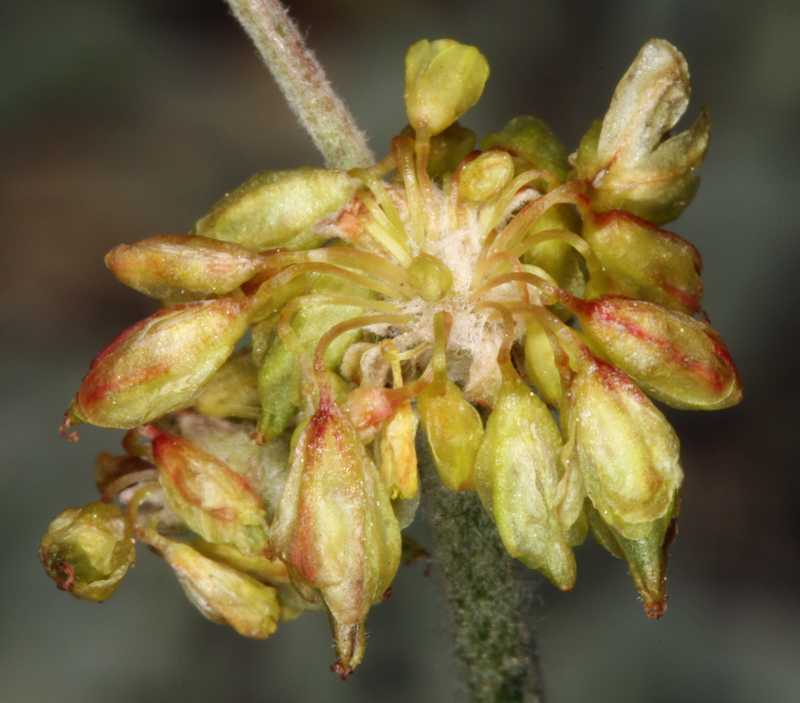 Image of frosted buckwheat