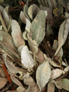 Image of frosted buckwheat