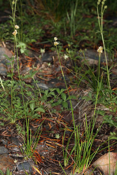 Image of Green-Head Rush