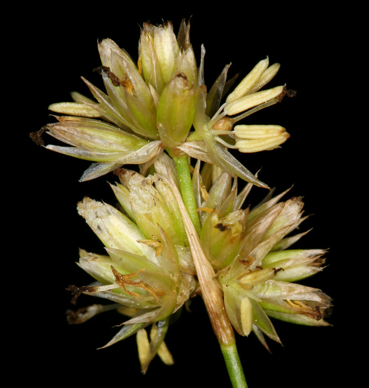 Image of Green-Head Rush