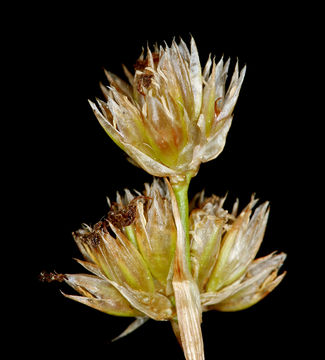 Image of Green-Head Rush