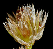 Image of Green-Head Rush